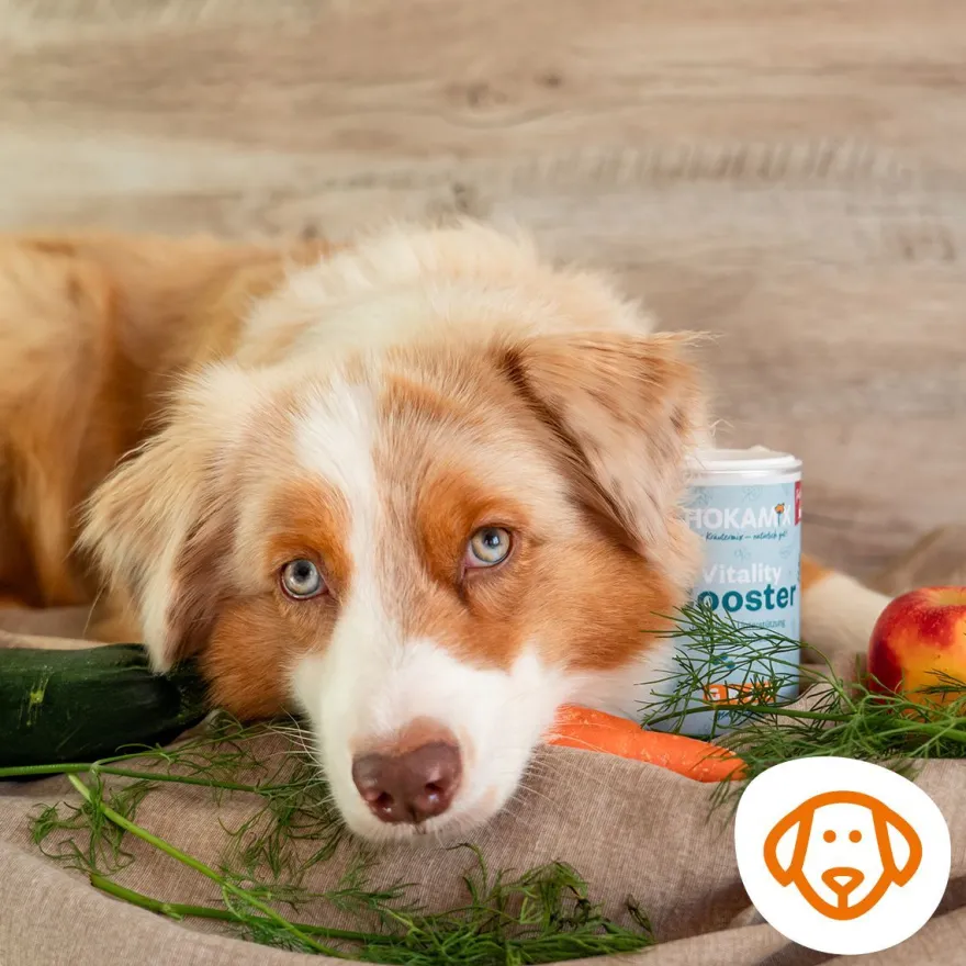 Grau Hund Hokamix Vitality Booster Tabs | 80 Stück