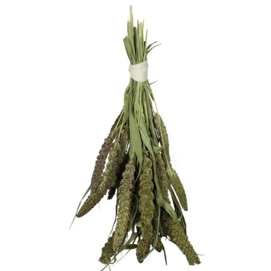 JR Birds Grüne Senegalhirse | 50 g