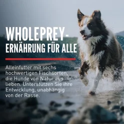Orijen Dog Six Fish | 2 kg