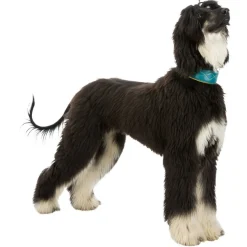 TRIXIE Active Comfort Halsband für Windhunde, Leder, petrol/gelb | S–M: 33–42 cm/60 mm