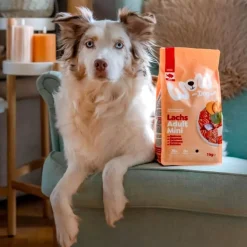 WOW DOG TROCKEN Minis ADULT mit Lachs | 1 kg